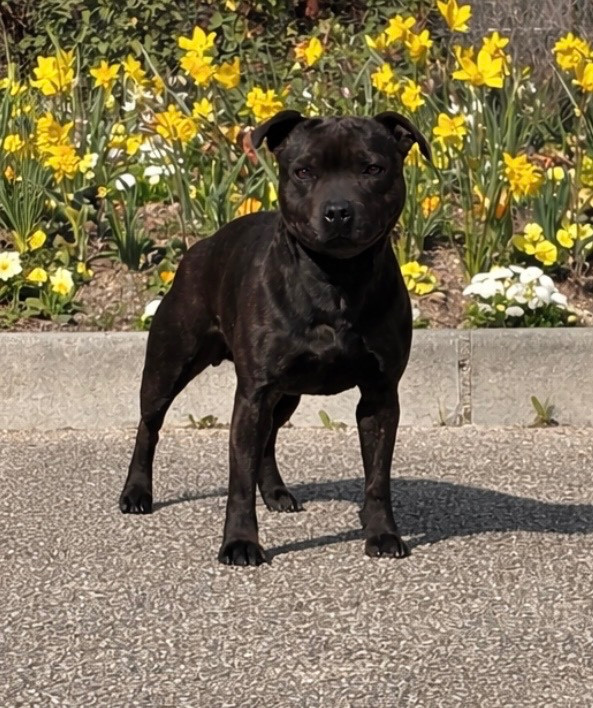 THAIYA Of The Guardian's Mind