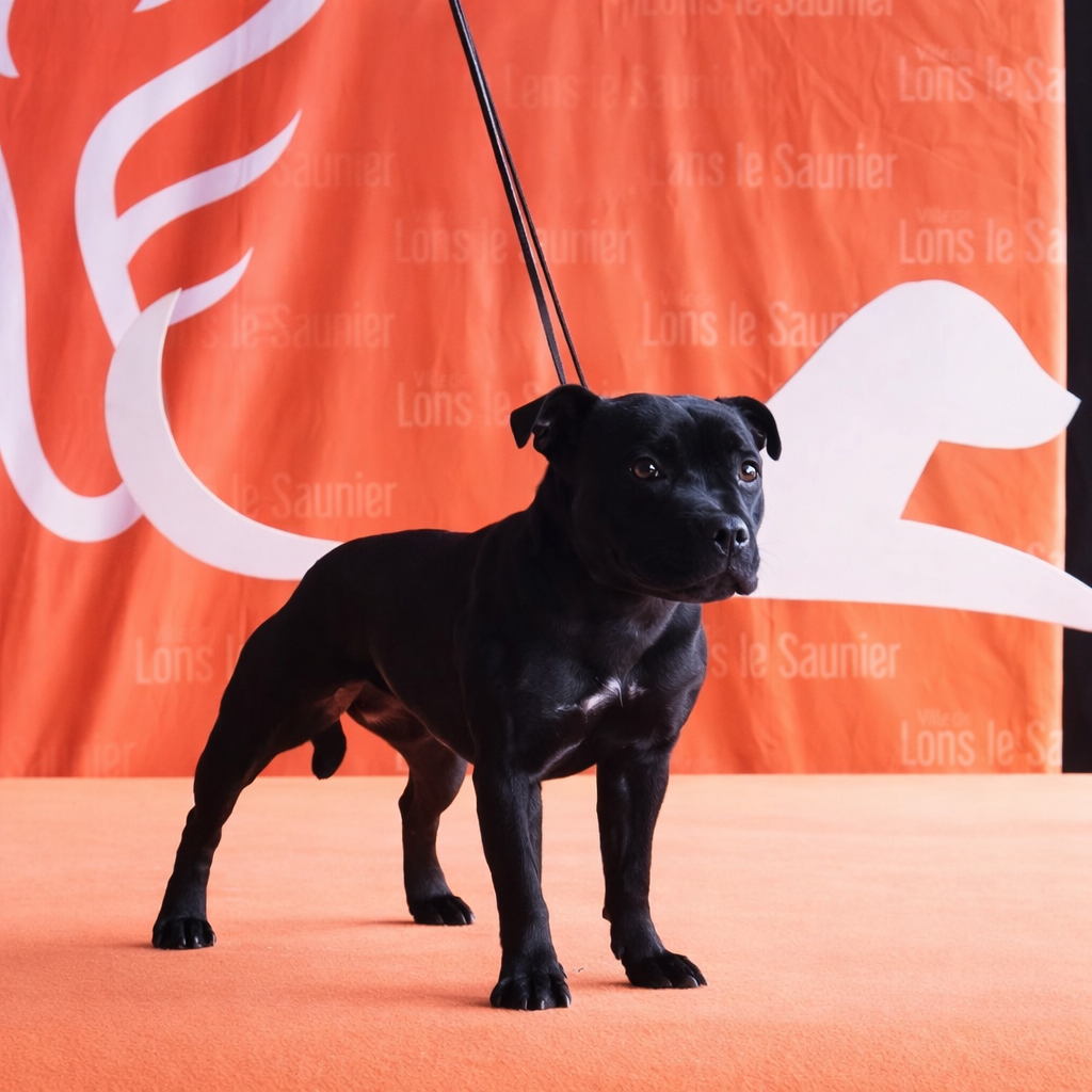 ALBA dell isola d'Ischia