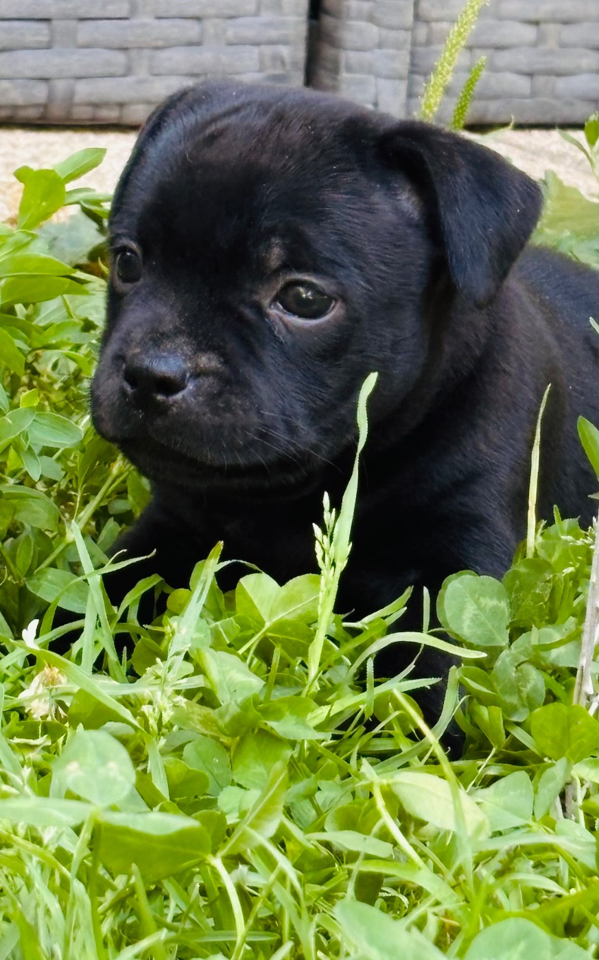 dell isola d'Ischia - Chiots disponibles - Staffordshire Bull Terrier