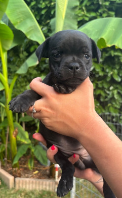 CHIOT 1