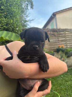 CHIOT 2