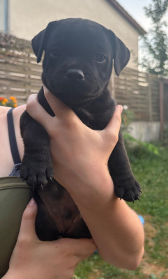 CHIOT 3