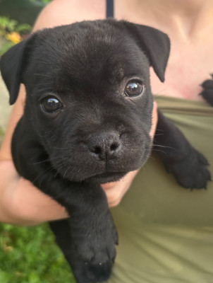 CHIOT 5